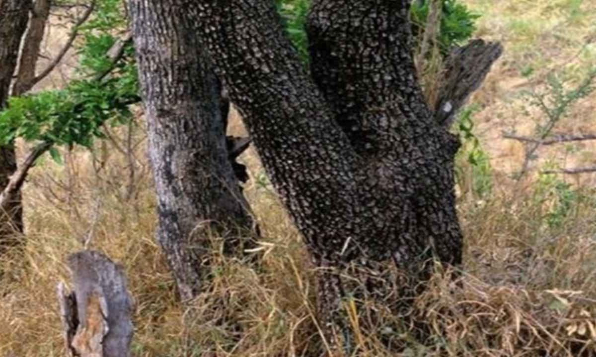 Test d’intelligenza, chi riesce a notare il leopardo è un fenomeno: i più arguti ci mettono 20 secondi